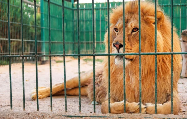 A lion lies in the cage. The majestic king of beasts. — Stock Photo, Image