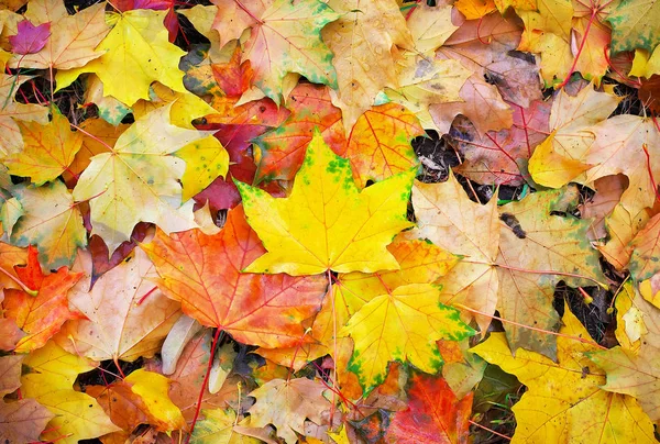 Renkli sonbahar yaprakları kökenli. Düşen yapraklar arka plan