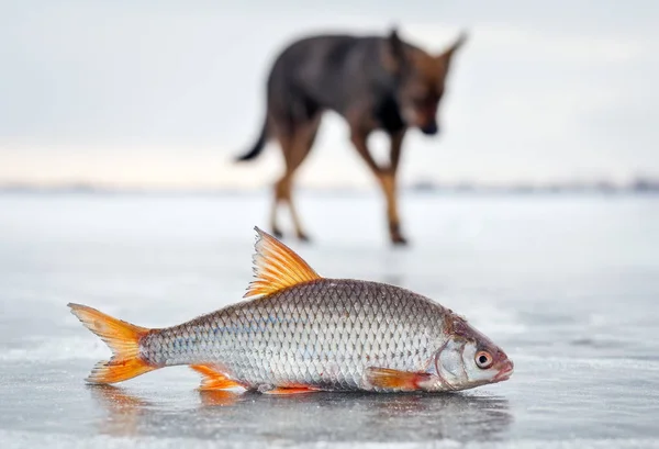 Il cane affamato e lo scarafaggio di pesce fresco sul ghiaccio — Foto Stock