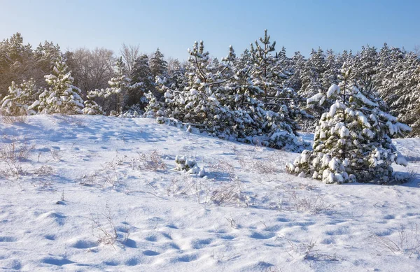 Majestätische weiße Fichten, mit Raureif und Schnee bedeckt, vom Sonnenlicht erleuchtet. — Stockfoto