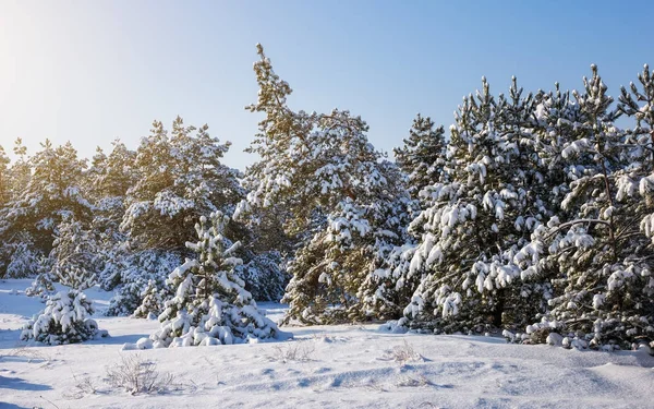 Majestuosas abetos blancos, cubiertos de heladas y nieve, brillante —  Fotos de Stock