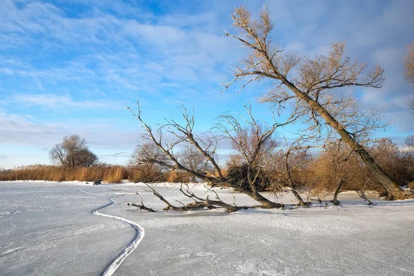 Çatlak, kırık dal, sazlık ve donmuş nehir ile kış manzarası — Stok fotoğraf