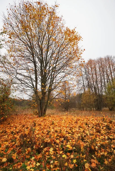 Mooi Landschap Met Magische Herfst Bomen Gevallen Bladeren — Stockfoto