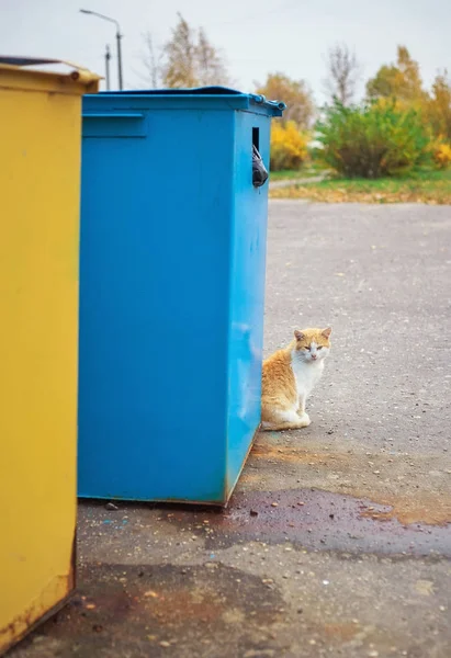 曇りの雨の日にゴミ箱の近くに悲しい赤毛の野良猫 — ストック写真