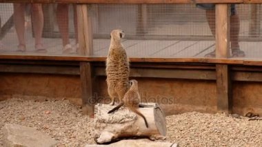 Meerkats (surikats) wild animals in the zoo