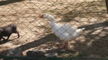 Diğer hayvanlar ızgara arkasında birlikte kaçalım. Bir kuş küçük bir yaban domuzu saldırıyor.