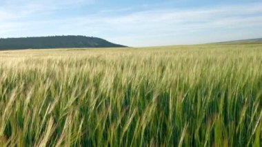 Yeşil çavdar ya da buğday alan. Ekmek Mısır veya yeşil buğday kafaları kapatın. Güzel manzara 