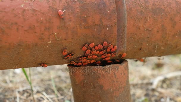 Apterus Skupina Hmyzu Železnou Trubkou Firebugů — Stock video