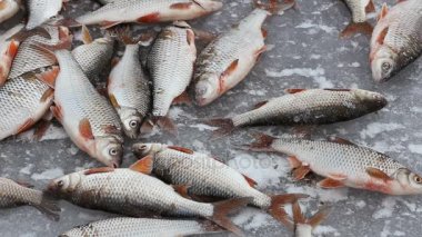 Balık tutma kış. Balık taşır ve soğuk buz üzerinde donuyor. Balıkçı yakalamak. Fishermens bir roach yakaladı