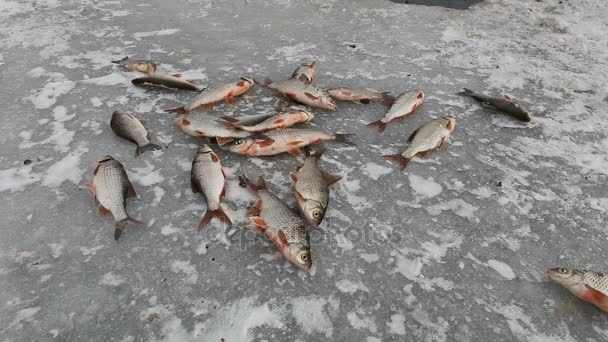 Pescuitul Iarnă Peștele Mișcă Îngheață Gheață Rece Pescarul Prinde Pescarii — Videoclip de stoc
