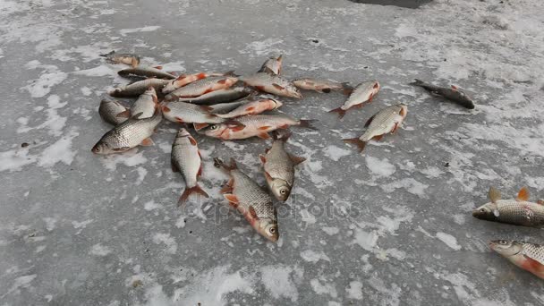 Winter Fishing Fish Moves Freezes Cold Ice Fisherman Catch Fishermens — Stock Video