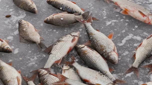 Pesca Inverno Peixe Move Congela Gelo Frio Pescador Apanhado Pescadores — Vídeo de Stock