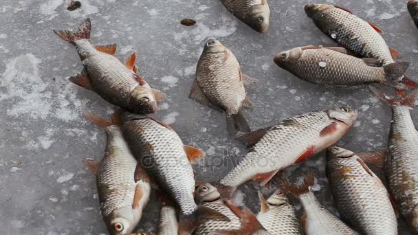 Pesca Inverno Peixe Move Congela Gelo Frio Pescador Apanhado Pescadores — Vídeo de Stock