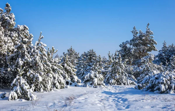 Величественные белые ели, покрытые инеем и снегом — стоковое фото