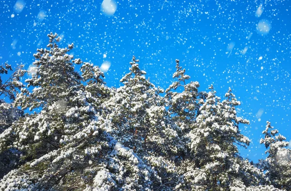 Copos de nieve cayendo del cielo. Abeto cubierto de escarcha —  Fotos de Stock