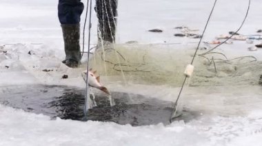 Fishermens donmuş bir havuzda delikten balık çekin. Balık tutma kış