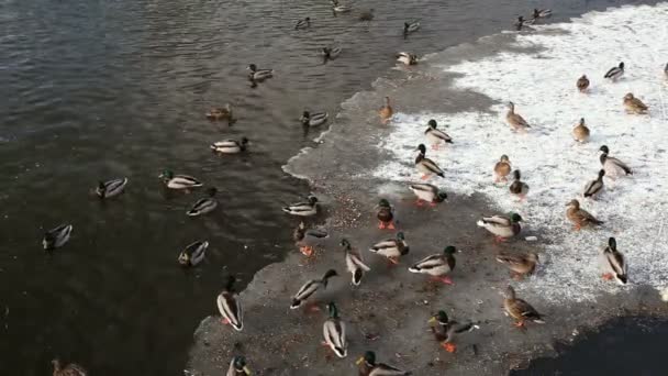 Πάπιες Πάγο Τρύπα Στον Ποταμό Πουλιά Στη Λίμνη Χειμώνα — Αρχείο Βίντεο