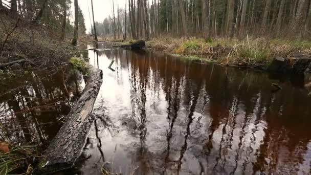 Ποταμού Ροή Του Νερού Μέσα Στο Δάσος Υδροβιότοπος Της Λίμνης — Αρχείο Βίντεο