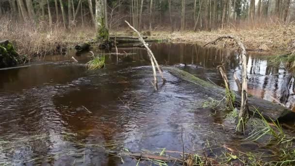 River Water Flow Forest Wetland Pond — Stock Video