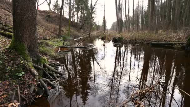 River water flow in the forest. Wetland of the pond — Stock Footage River Water Flow Forest Wetland Pond Stock Footage