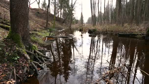 森林里的河水流动 池塘湿地 — 图库视频影像