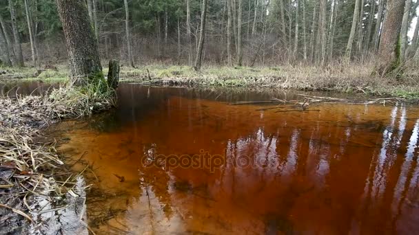 Acqua Del Fiume Scorre Nella Foresta Zone Umide Dello Stagno — Video Stock