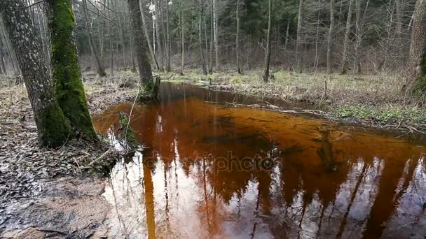 森林里的河水流动 池塘湿地 — 图库视频影像