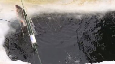 Fishermens donmuş bir havuzda delikten balık çekin. Balık tutma kış
