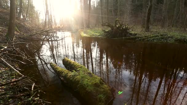 森の中の川の水の流れ 池の湿地 — ストック動画