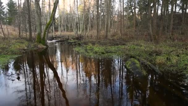 Folyó Víz Áramlását Erdőben Vizes Élőhely — Stock videók