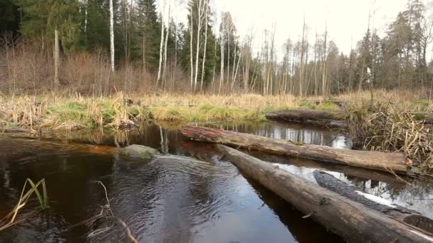 Flujo Agua Del Río Bosque Humedal Del Estanque — Vídeos de Stock