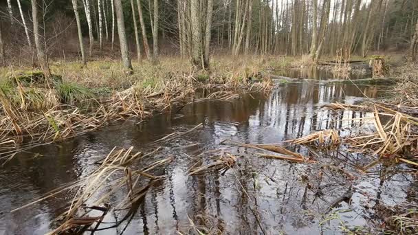 Het Debiet Van Rivier Het Forest Wetland Van Vijver — Stockvideo