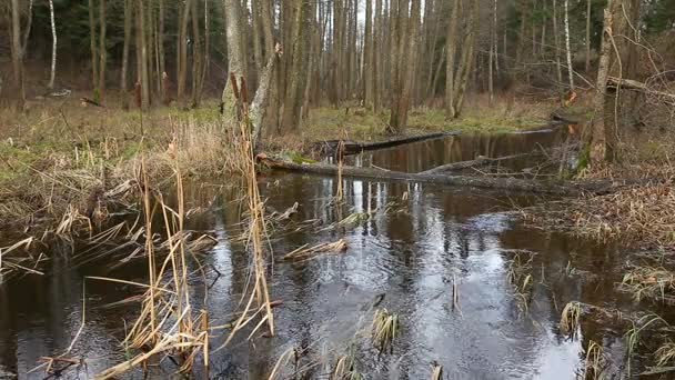 森林里的河水流动 池塘湿地 — 图库视频影像