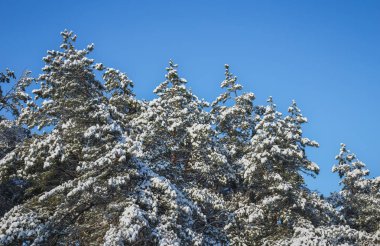 Ladin hoarfrost ve kar ile kaplı. Kış orman