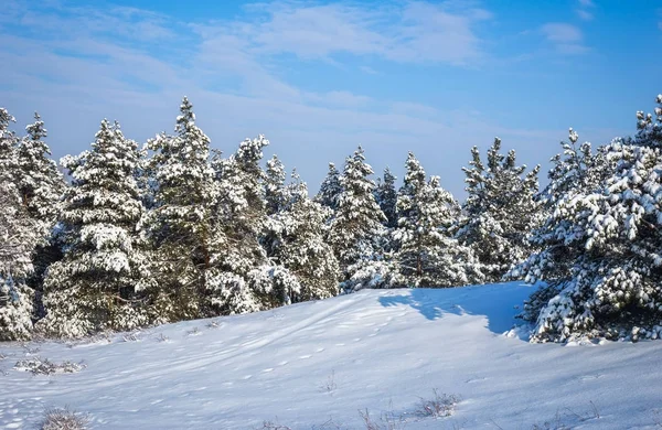 Maestosi abeti bianchi, ricoperti di brina e neve — Foto Stock
