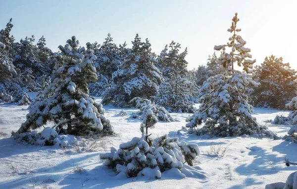 Majestätische Weißtannen, mit Raureif und Schnee bedeckt — Stockfoto