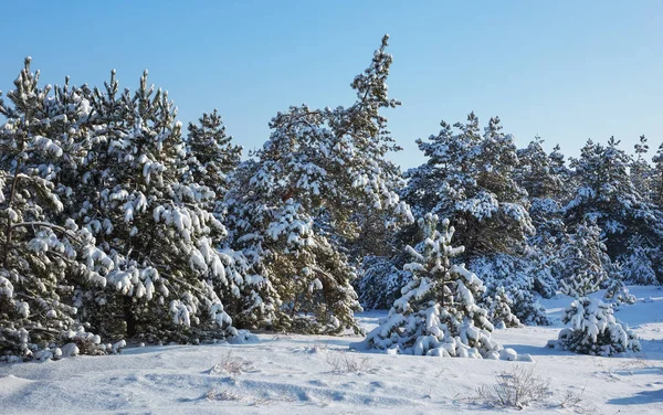 Majestatyczny świerki białe, pokryte szronu i śnieg, świecące — Zdjęcie stockowe