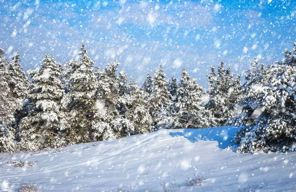 Schneeflocken fallen vom Himmel. Fichten mit Raureif bedeckt — Stockfoto