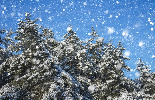 Schneeflocken fallen vom Himmel. Fichten mit Raureif bedeckt — Stockfoto