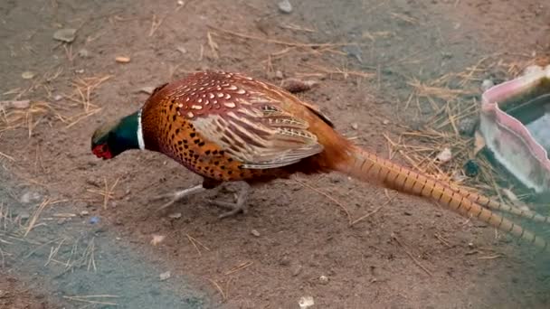 Kleurrijke Mooie Vogel Fazant Gevangenschap Achter Tralies Dierentuin — Stockvideo