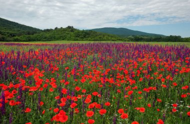 Tarlada Çiçekler bahar. Güzel manzara. 