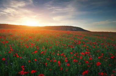 Kırmızı poppies, günbatımı gökyüzü karşı renkli çiçekler alanıyla