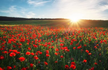 Kırmızı poppies, günbatımı gökyüzü karşı renkli çiçekler alanıyla