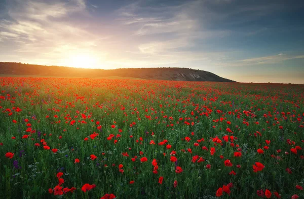 Fält med röd vallmo, färgglada blommor mot solnedgång himlen — Stockfoto