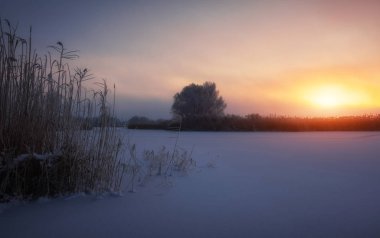 Güzel kış manzarası. Sazlık ve ağaç dalları hoarfrost ile kaplıdır. Sisli sabah gündoğumu. Akşam, nehir veya göl üzerinde parlak güneş ışığı renkli. 