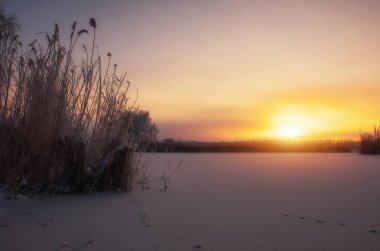 Güzel kış manzarası. Ağaçların dalları hoarfrost ile kaplıdır