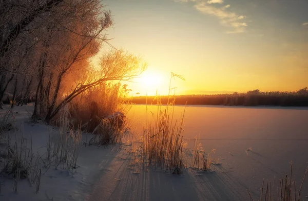 Wunderschöne Winterlandschaft. die Äste der Bäume sind mit Raureif bedeckt — Stockfoto
