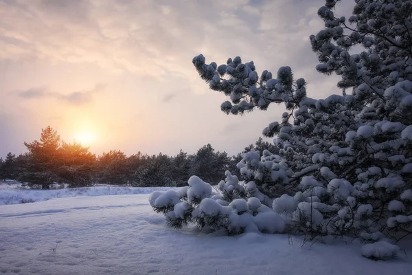 Величественные белые ели, покрытые инеем и снегом — стоковое фото