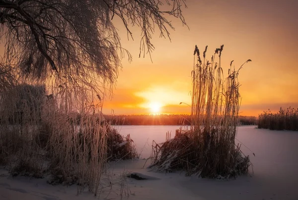 Bellissimo paesaggio invernale. I rami degli alberi sono coperti di brina — Foto Stock
