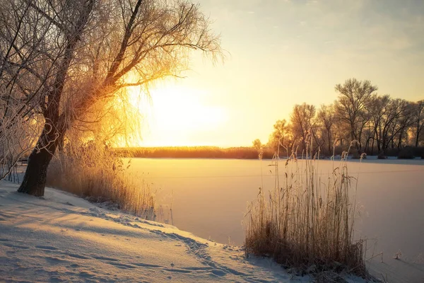 Beau paysage hivernal. Les branches des arbres sont couvertes de givre — Photo